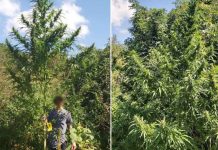Marihuana Najviše Stablo U Bih